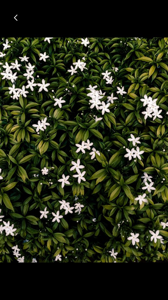 Pexels�ֻ��� 8.0.2��׿���ͼ1