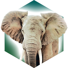 ۶԰׿(Ark Nova)1.0.1İ