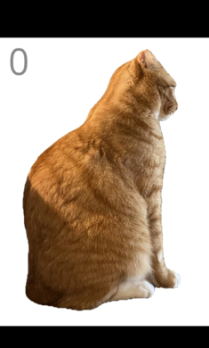 ��è��ë���� 1.0��׿���ͼ2