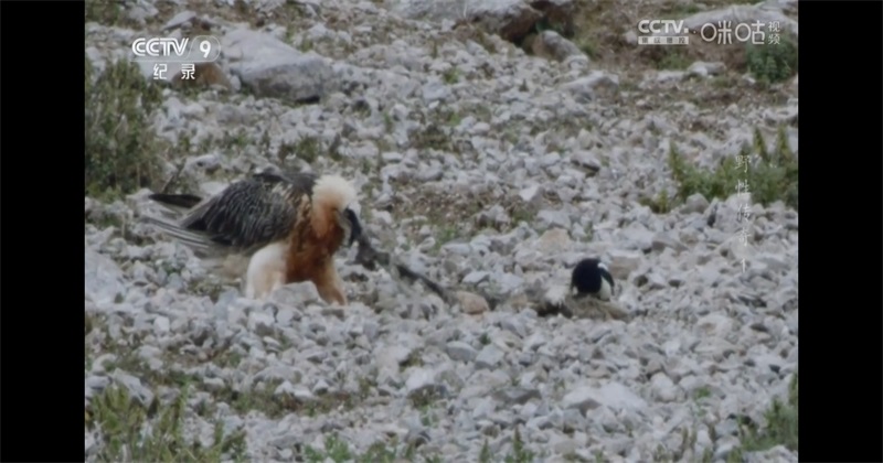 ŷ�����apptv���ͼ3